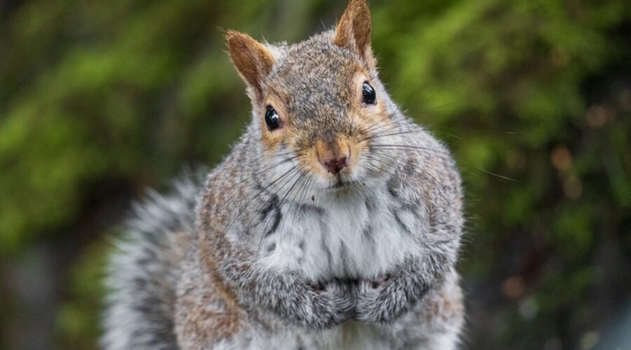 Stop Acting Like A Squirrel With Your Legal Business Development